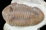 Asaphus Intermedius Trilobite With Exposed Hypostome #73497-3
